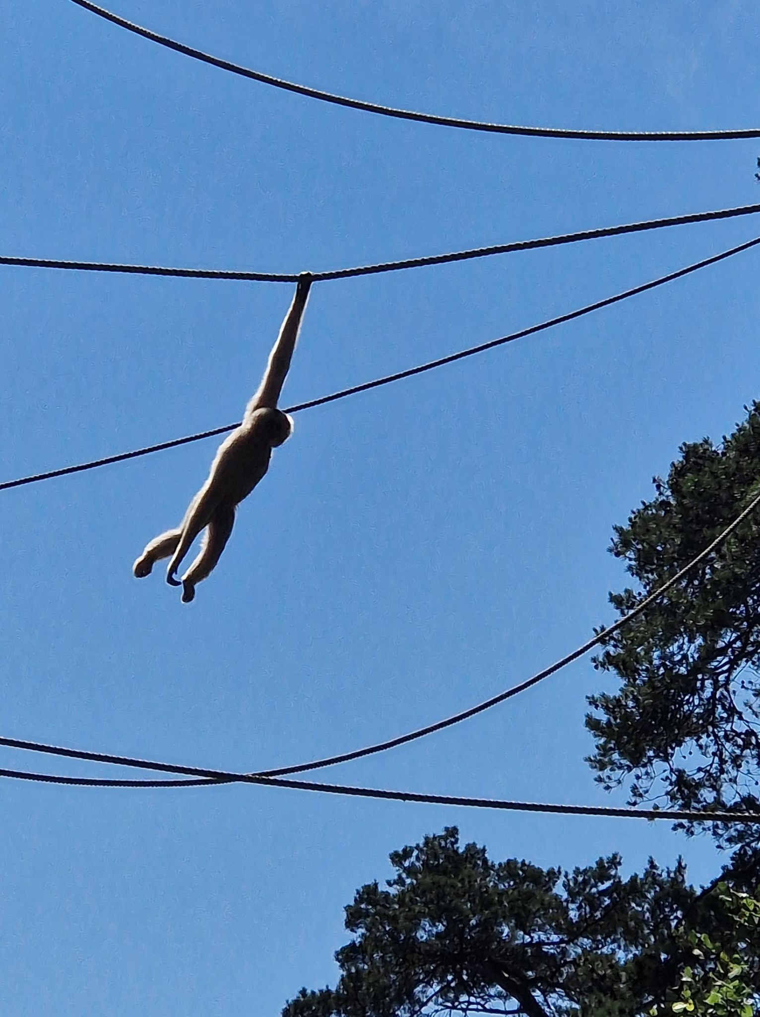 Gullkinngibbon
